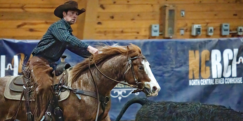 What is a Cow Horse?