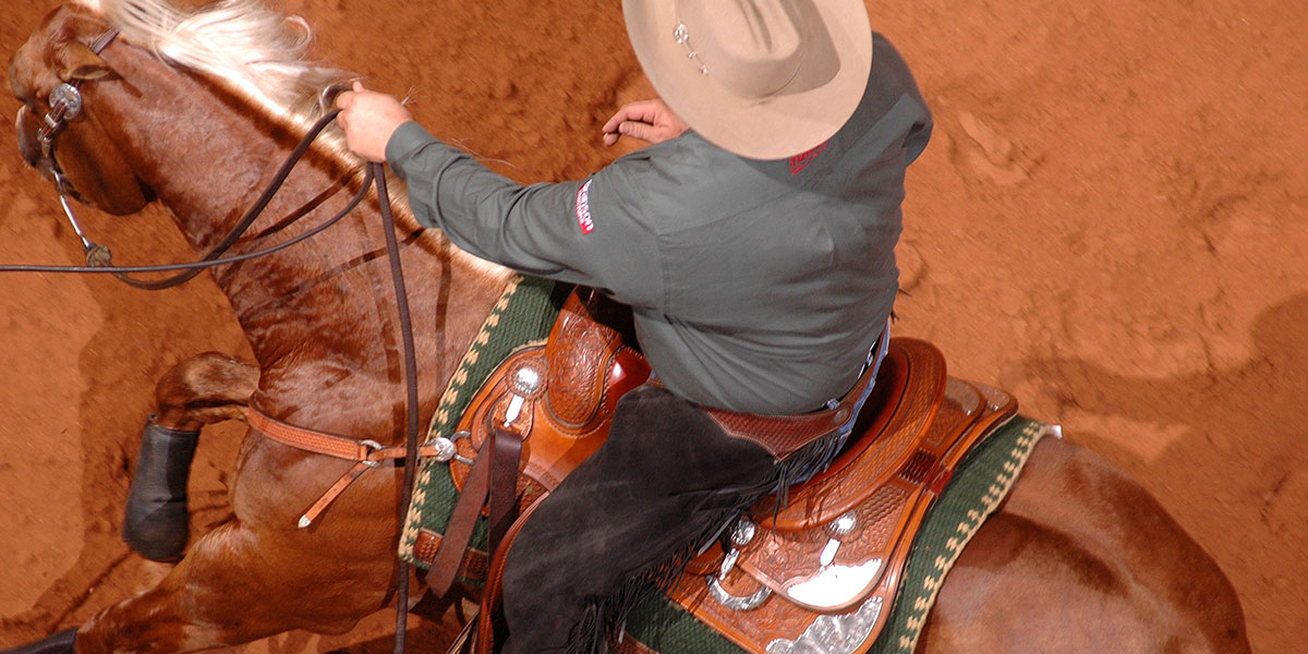 Horse Training Photo