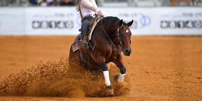 reining-horse-resized reining horse