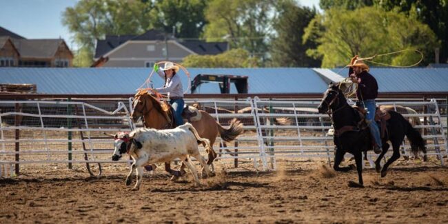 team-roping-blog-article-featured team roping blog article featured image