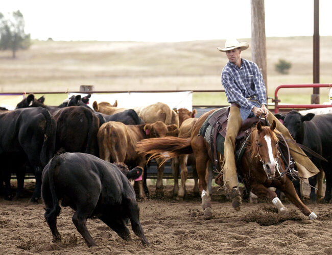 Cutting Horse and Rider